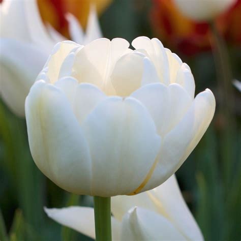 Tulipa 'Mount Tacoma' (Double Late Tulip)